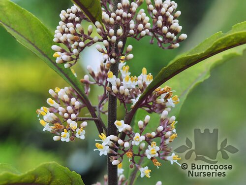 CALLICARPA   