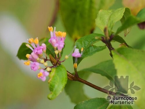 CALLICARPA x shirasawana  
