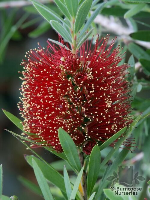 CALLISTEMON citrinus 'Little John' 