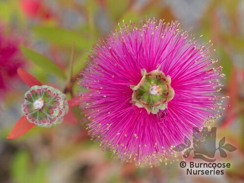 CALLISTEMON citrinus 'Perth Pink' 