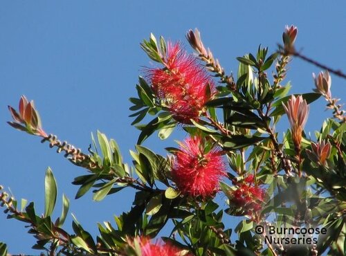 CALLISTEMON citrinus 'Splendens' 
