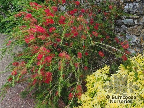 CALLISTEMON rigidus  