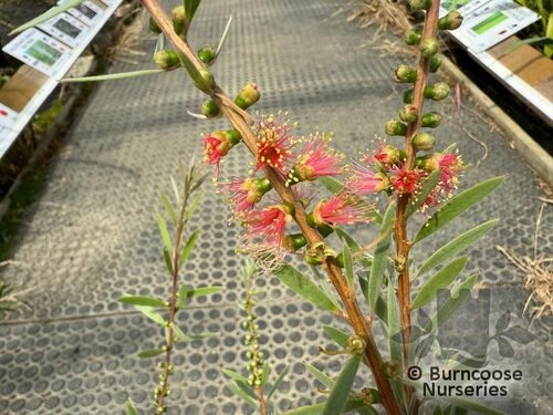 CALLISTEMON viminalis 'Rose Opal' 