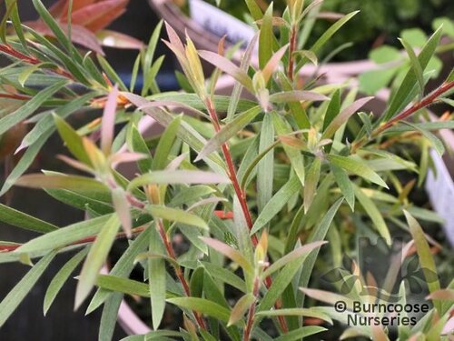 CALLISTEMON viridiflorus 'Violaceus' 