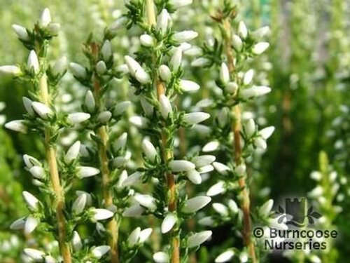 HEATHERS Calluna   