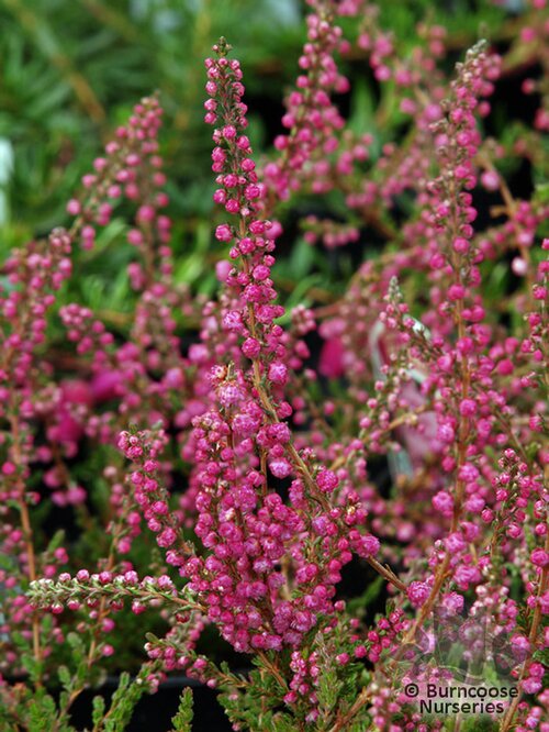 HEATHERS Calluna vulgaris 'Dark Beauty' 