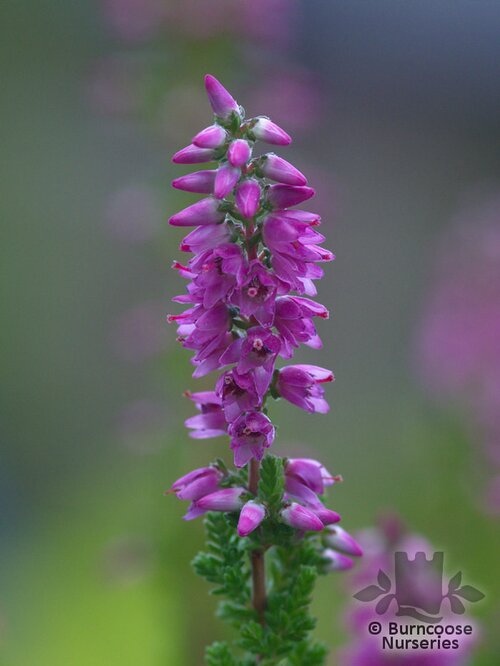HEATHERS Calluna vulgaris 'Darkness' 