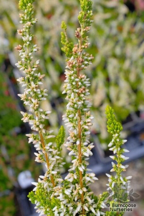 HEATHERS Calluna vulgaris 'Galaxy' 