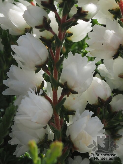 HEATHERS Calluna vulgaris 'Kinlochruel' 
