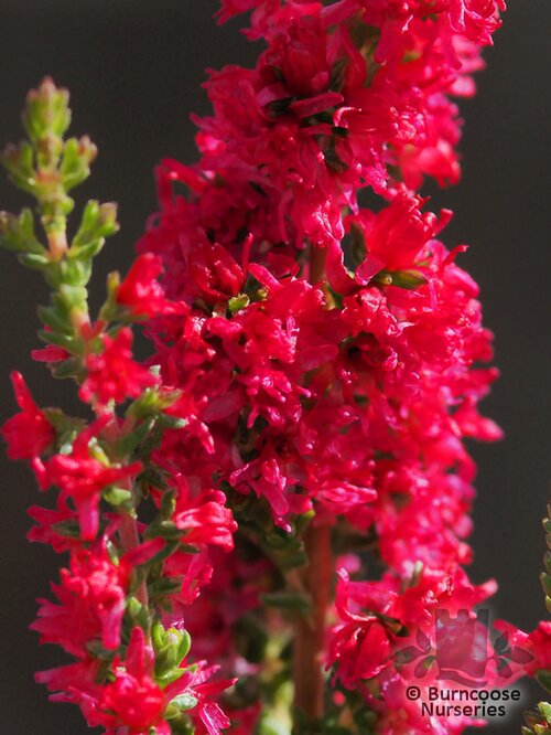 HEATHERS Calluna vulgaris 'Red Beauty' 