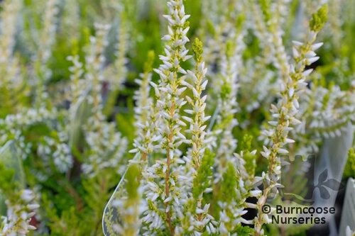 HEATHERS Calluna vulgaris 'Sandy' 