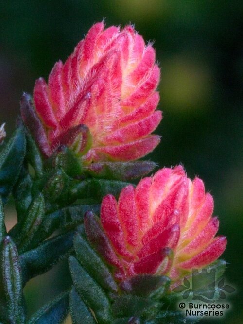 HEATHERS Calluna vulgaris 'Spring Torch' 