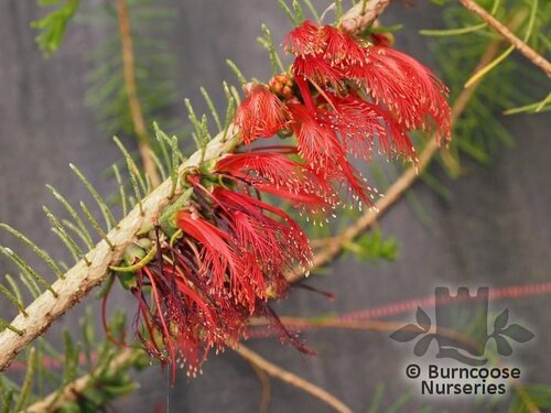 Calothamnus Spring Torch Calothamnus from Burncoose Nurseries