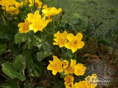 CALTHA palustris  