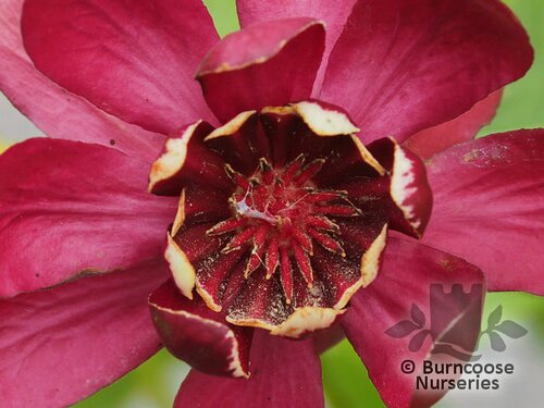 CALYCANTHUS 'Aphrodite'  