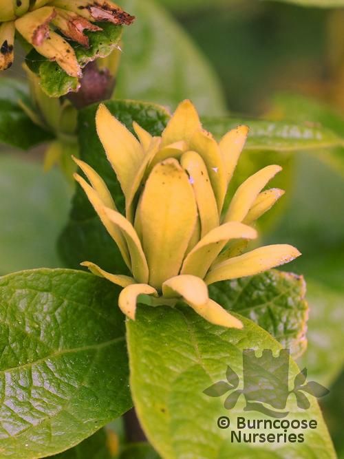 CALYCANTHUS floridus 'Athens' 