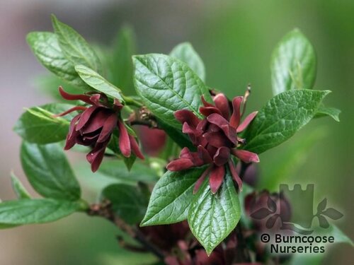 CALYCANTHUS floridus  