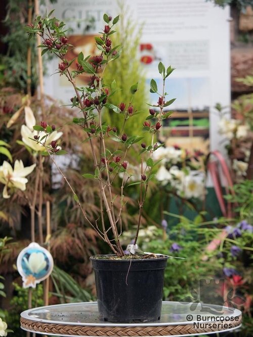 CALYCANTHUS   