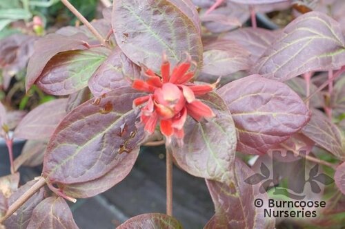 CALYCANTHUS floridus 'Burgundy Spice' 
