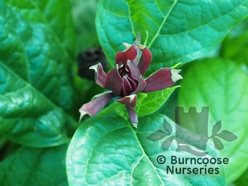 CALYCANTHUS floridus 'Michael Lindsey' 