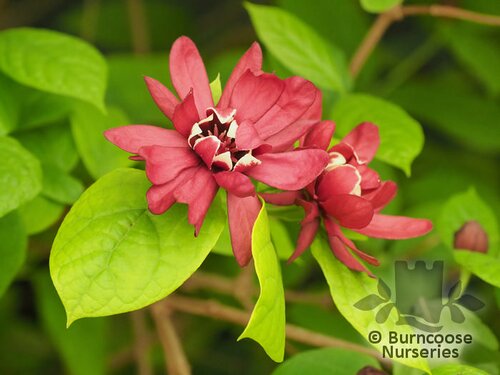 CALYCANTHUS raulstonii 'Hartlage Wine' 