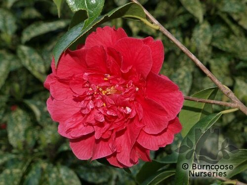 CAMELLIA 'Doctor Clifford Parks'  