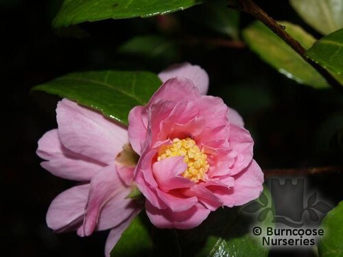CAMELLIA 'Winter's Charm'  