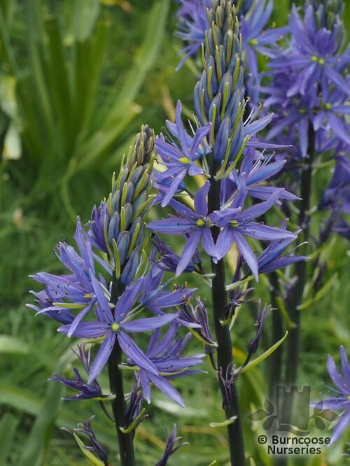 CAMASSIA leichtlinii Caerulea Group 
