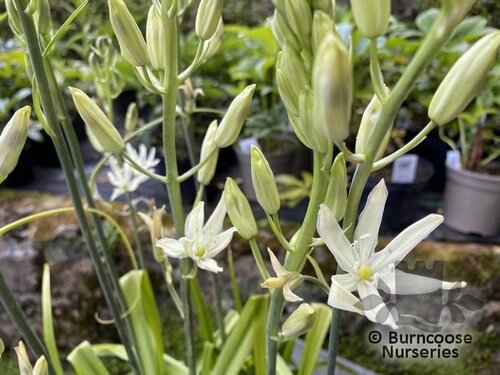 CAMASSIA   