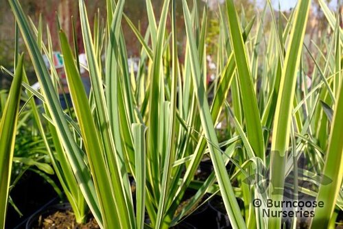 CAMASSIA leichtlinii 'Sacajawea' 