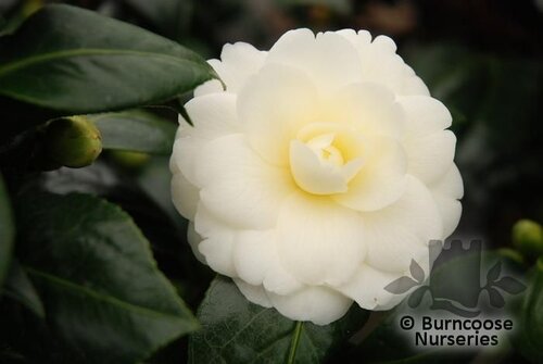 CAMELLIA 'Golden Anniversary'  