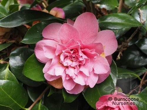CAMELLIA 'Ada Pieper'  
