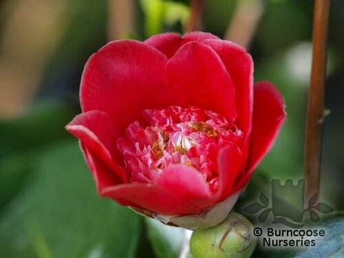 CAMELLIA 'Anemoniflora'  