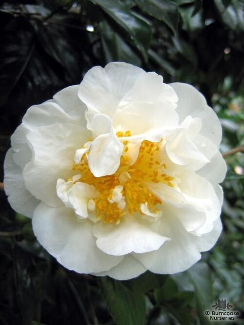 CAMELLIA 'Angel'  