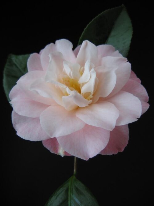 CAMELLIA 'Ann Sothern'  