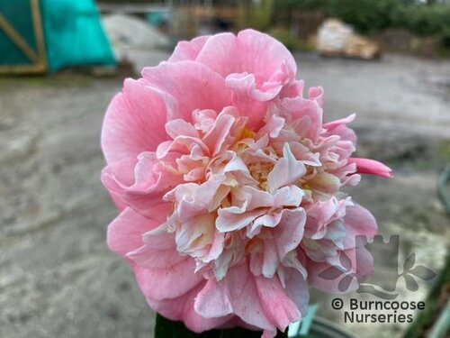 CAMELLIA 'Annie Wylam'  