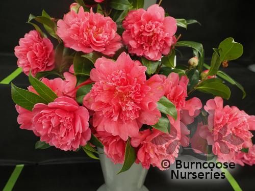 CAMELLIA 'Anticipation'  