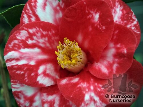 CAMELLIA 'Apollo'  