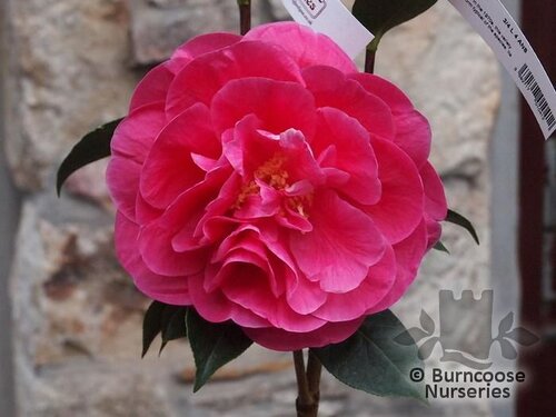 CAMELLIA 'Arch of Triumph'  