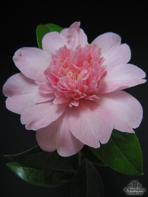 CAMELLIA 'Ballet Queen'  