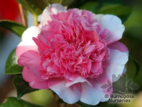 CAMELLIA 'Ballet Queen Variegated'  