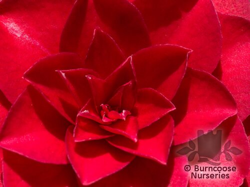 CAMELLIA 'Black Lace'  
