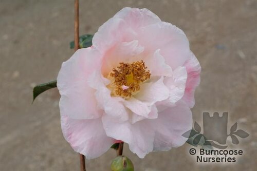 CAMELLIA 'Blissful Dawn'  
