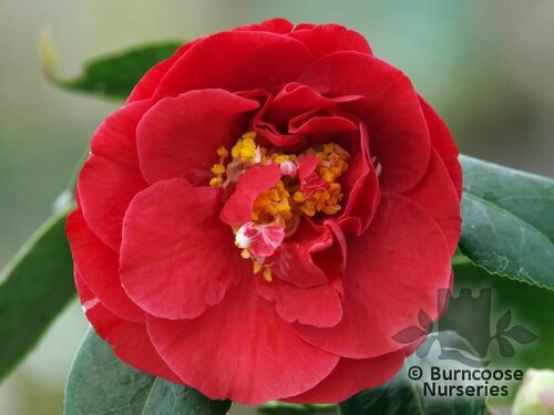 Camellia 'Blood Of China'