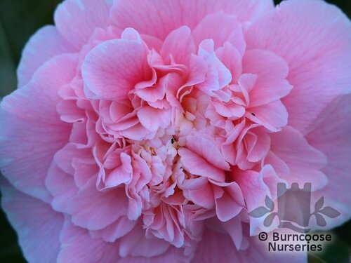CAMELLIA 'Blue Danube'  