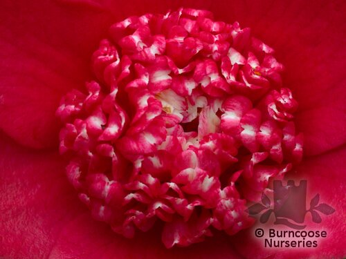 CAMELLIA 'Bob's Tinsie'  