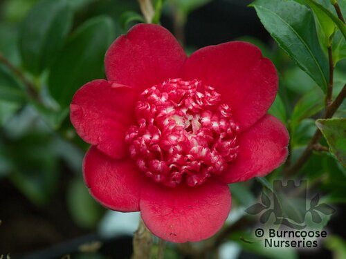 CAMELLIA   