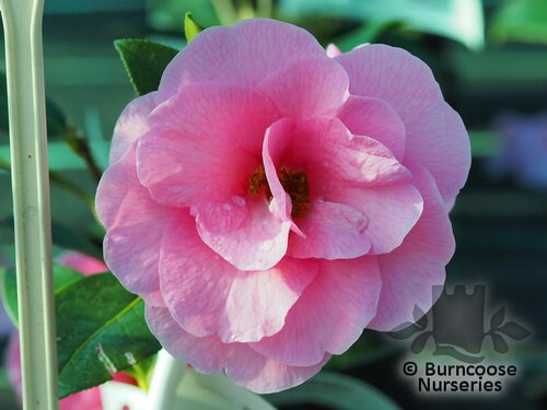 CAMELLIA 'Brigadoon'  