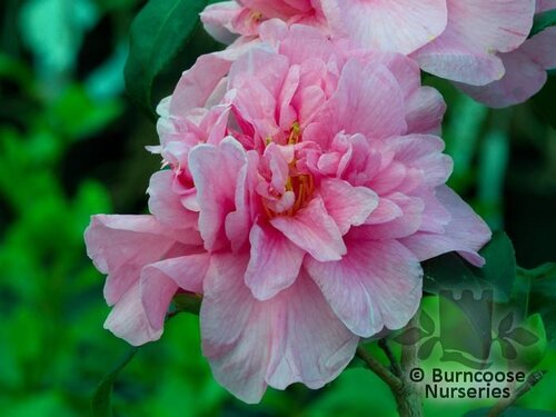 CAMELLIA 'Caerhays'  