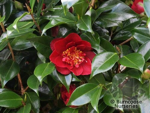 CAMELLIA 'Candy Apple'  